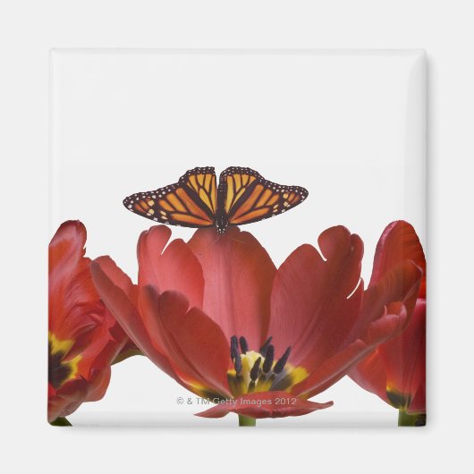 Aimant Trois tulipes rouges et un papillon monarque contr (Devant)
