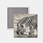 Aimant Trois zèbres boire (Recto/Verso)