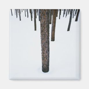 Aimant Troncs d'arbre dans la neige