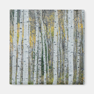 Aimant Troncs d'arbres trembles Aspen, Colorado
