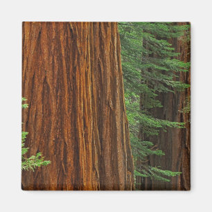 Aimant Troncs de séquoias géants en forêt, Yosemite