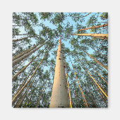 Aimant Troncs Et Feuilles D'Aspen, Yukon (Devant)