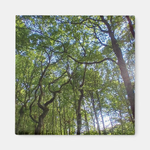 Aimant Trop d'arbres