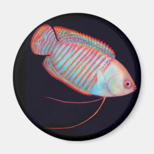 Aimant tropical de poissons de Gourami nain