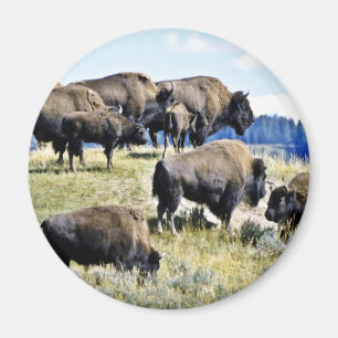 Aimant Troupeau de Buffalo - parc national de Yellowstone