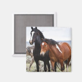 Aimant Troupeau de Chevaux sauvages (Recto/Verso)