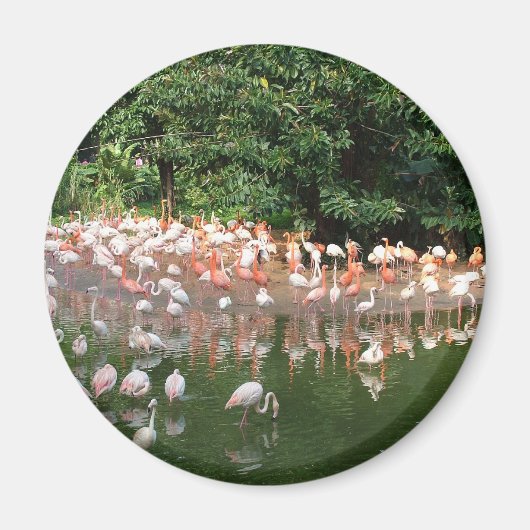 Aimant troupeau de flamants (Devant)
