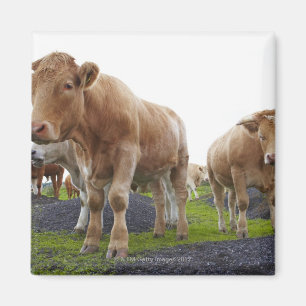 Aimant Troupeau de jeunes vaches blanches dans le domaine