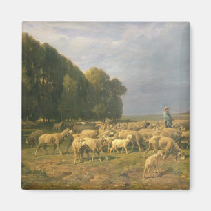 Aimant Troupeau des moutons dans un paysage
