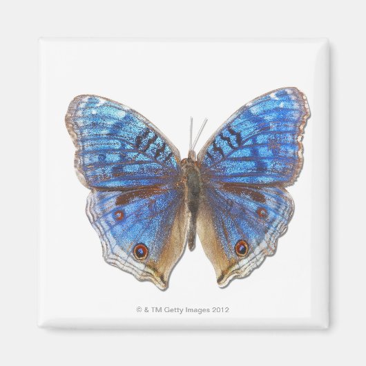 Aimant Truc rhadama (Devant)