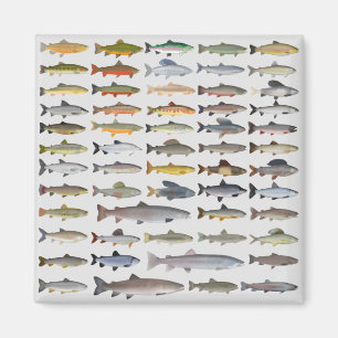 Aimant Truite, omble, Grayling, Hucho et Whitefish Group