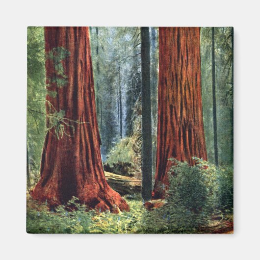 Aimant Trunks de séquoia géants (Devant)