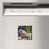 Aimant Tuatara (In Situ (Lave-vaisselle))
