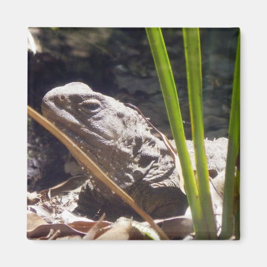 Aimant Tuatara (Devant)