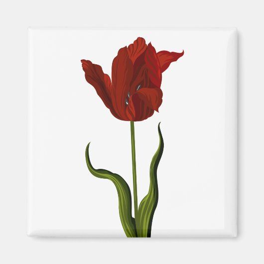 Aimant Tulip (Devant)