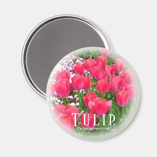 Aimant Tulip (Recto/Verso)