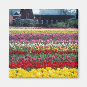Aimant Tulip display garden, comté de Skagit,