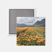 Aimant Tulip Farm près d'Agassiz, Colombie-Britannique, (Recto/Verso)