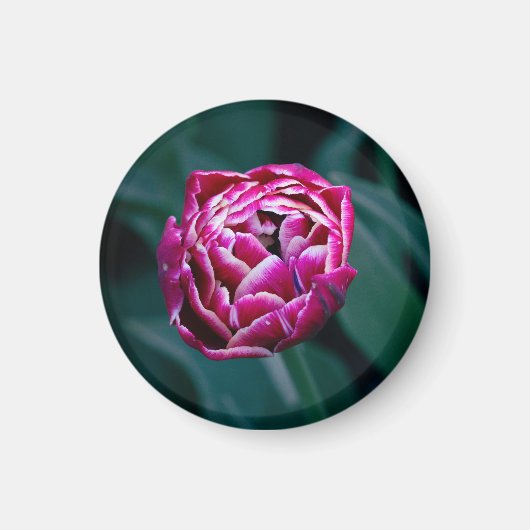 Aimant Tulip rose moisi (Devant)