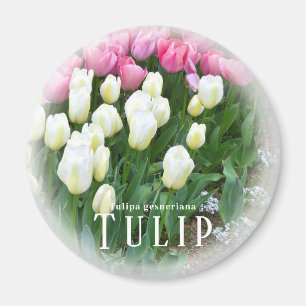 Aimant Tulipe