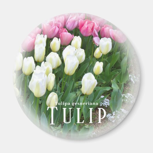 Aimant Tulipe (Devant)