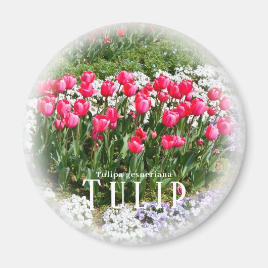 Aimant Tulipe (Devant)