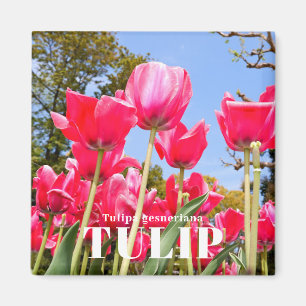 Aimant Tulipe