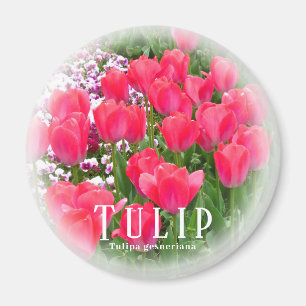 Aimant Tulipe