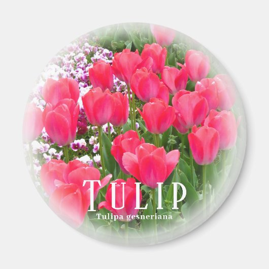 Aimant Tulipe (Devant)