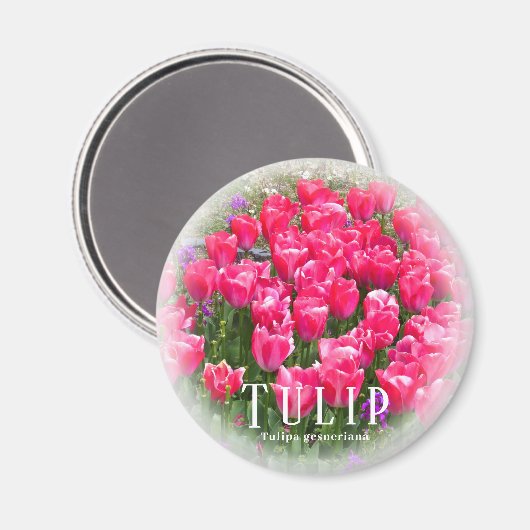 Aimant Tulipe (Recto/Verso)