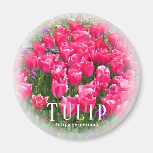Aimant Tulipe (Devant)