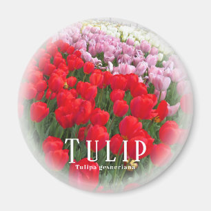 Aimant Tulipe