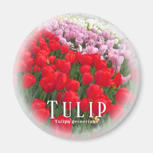 Aimant Tulipe (Devant)