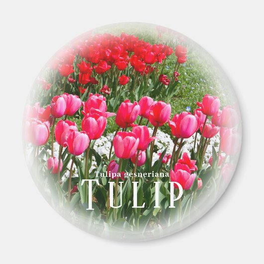 Aimant Tulipe (Devant)