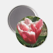 Aimant Tulipe à franges roses (Recto/Verso)