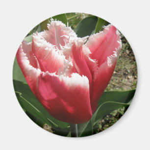Aimant Tulipe à franges roses