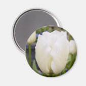 Aimant Tulipe blanche (Recto/Verso)