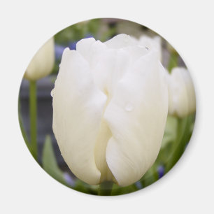 Aimant Tulipe blanche