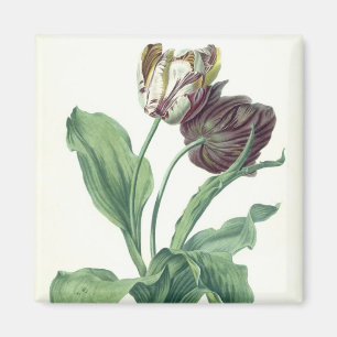 Aimant Tulipe de jardin, de "opéra Botanica", gravé par