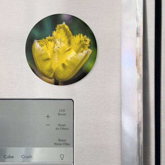 Aimant Tulipe jaune (In situ (réfrigérateur))