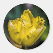 Aimant Tulipe jaune (Devant)