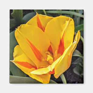 Aimant Tulipe Jaune en Fleur