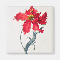 Tulipe : Perroquet Rouge