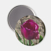 Aimant Tulipe pourpre (Recto/Verso)