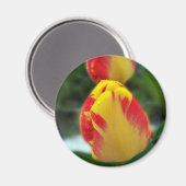 Aimant tulipe rouge jaune (Recto/Verso)