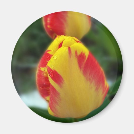 Aimant tulipe rouge jaune (Devant)