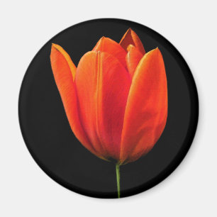 Aimant TulipeOrange