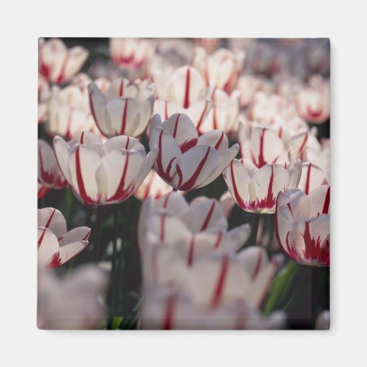 Aimant Tulipes (Devant)
