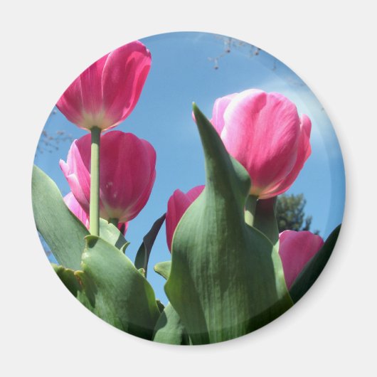 Aimant Tulipes (Devant)