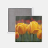 Aimant Tulipes 2 (Recto/Verso)